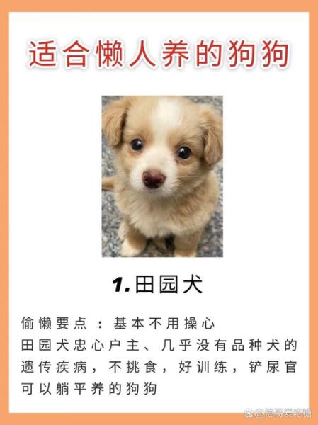 小狗忠诚吗_如何判断小狗是否聪明