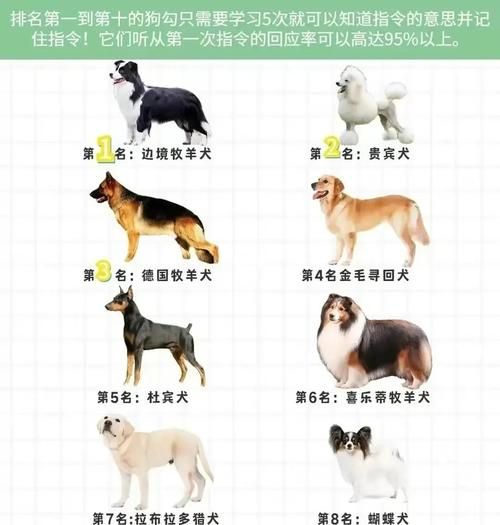 小狗忠诚吗_如何判断小狗是否聪明