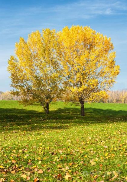 秋林适合种什么树_秋林树种选择技巧