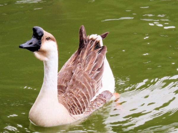 水中鹅怎么养_水中鹅吃什么最好