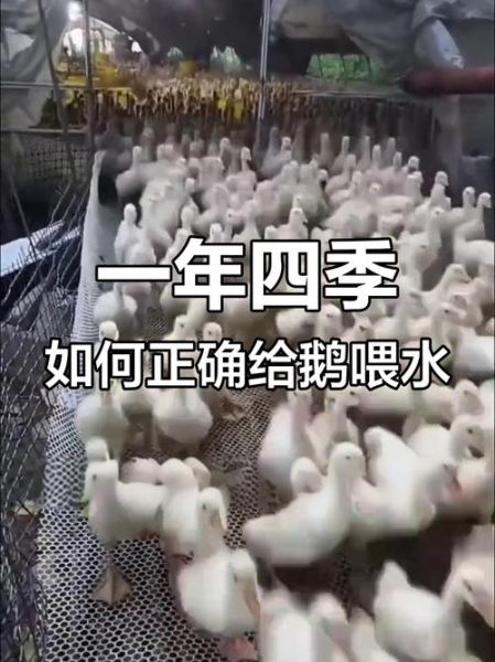 水中鹅怎么养_水中鹅吃什么最好