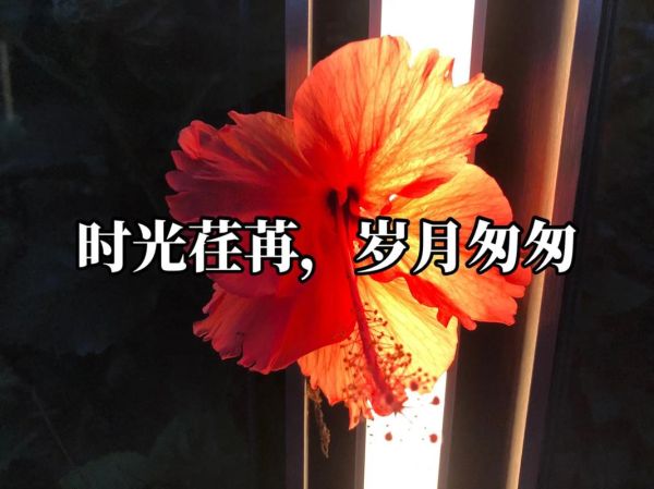 时光荏苒是什么意思_如何优雅表达岁月流逝