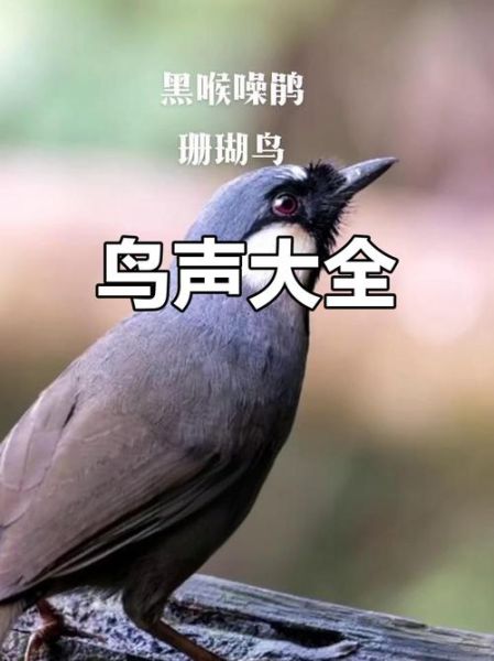 鸟一直叫个不停怎么办_如何让它安静下来