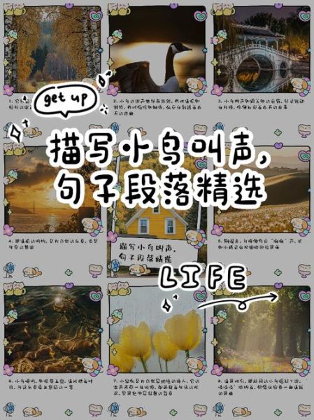 鸟一直叫个不停怎么办_如何让它安静下来