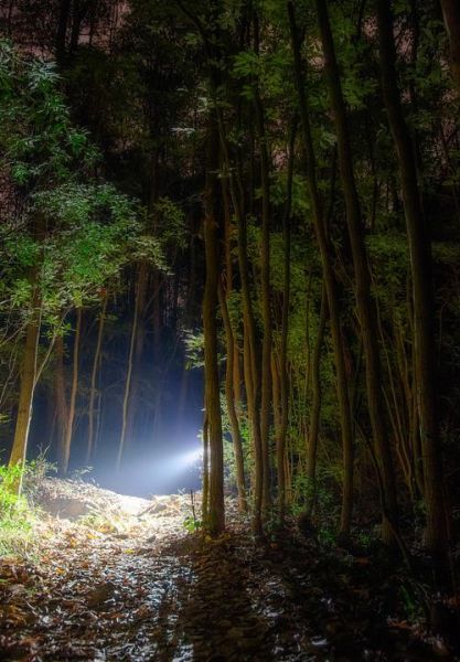 夜晚森林有什么声音_夜晚森林安全吗