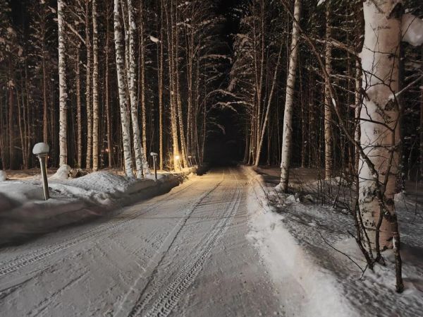 夜晚森林有什么声音_夜晚森林安全吗