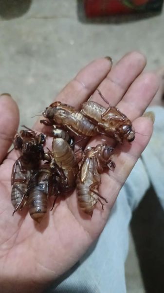 知了猴什么时候抓_知了猴怎么保存