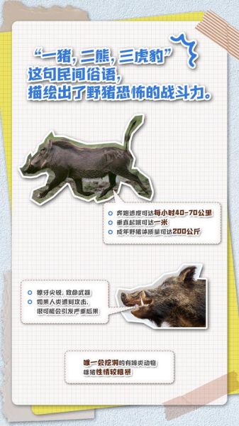 野猪象征什么_野猪比喻人有哪些含义