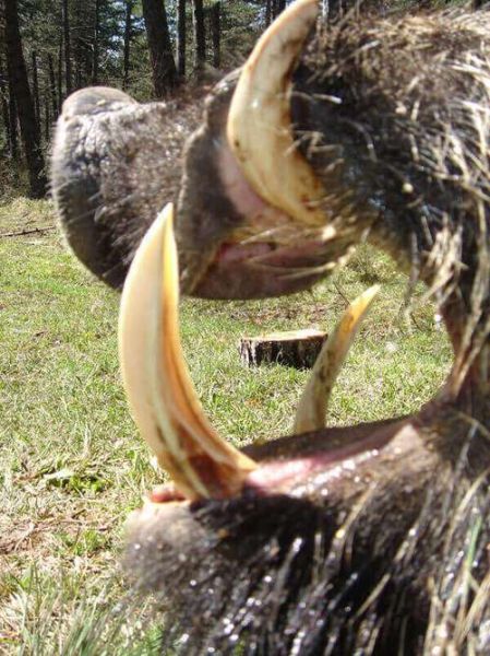 野猪象征什么_野猪比喻人有哪些含义