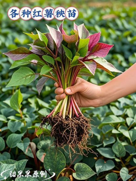 红薯为什么甜_怎么挑最甜的红薯