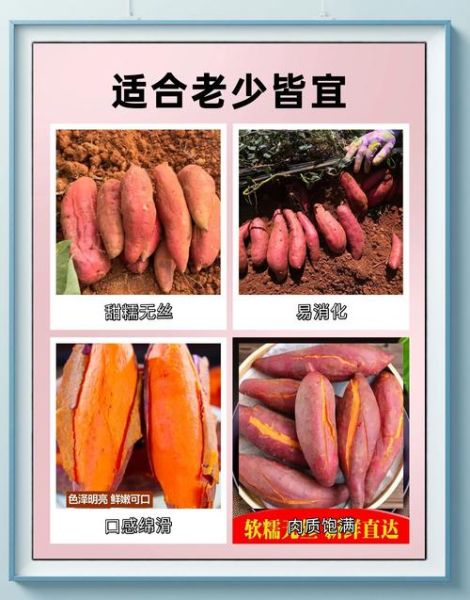 红薯为什么甜_怎么挑最甜的红薯