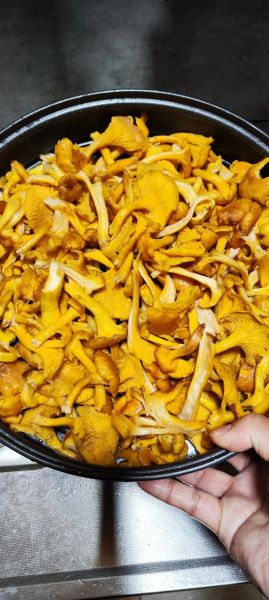 鸡油菌怎么做好吃_鸡油菌的做法大全