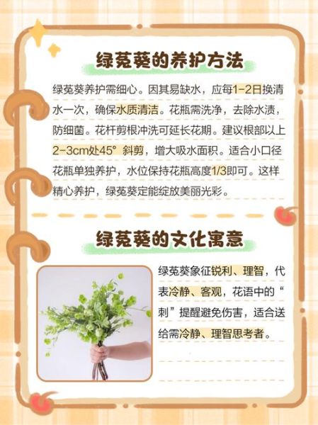 绿绿草的功效与作用_绿绿草怎么养