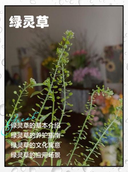 绿绿草的功效与作用_绿绿草怎么养