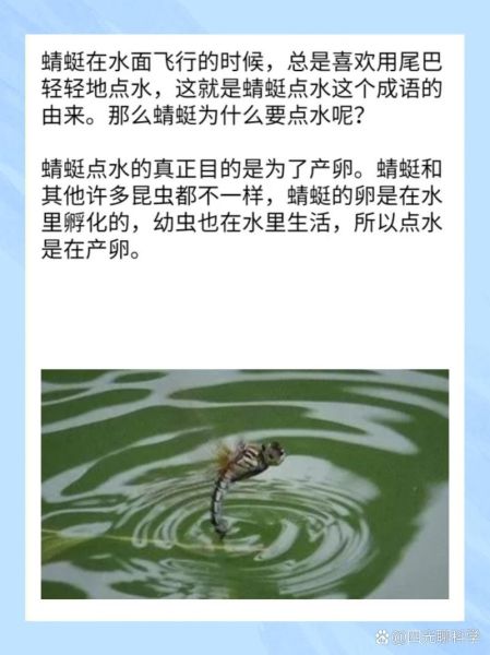 蜻蜓点水是什么意思_飞蛾扑火为什么自取灭亡