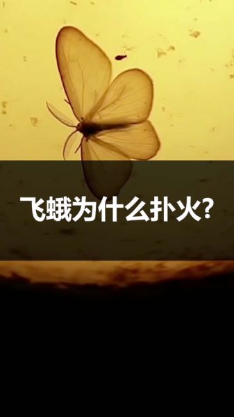 蜻蜓点水是什么意思_飞蛾扑火为什么自取灭亡