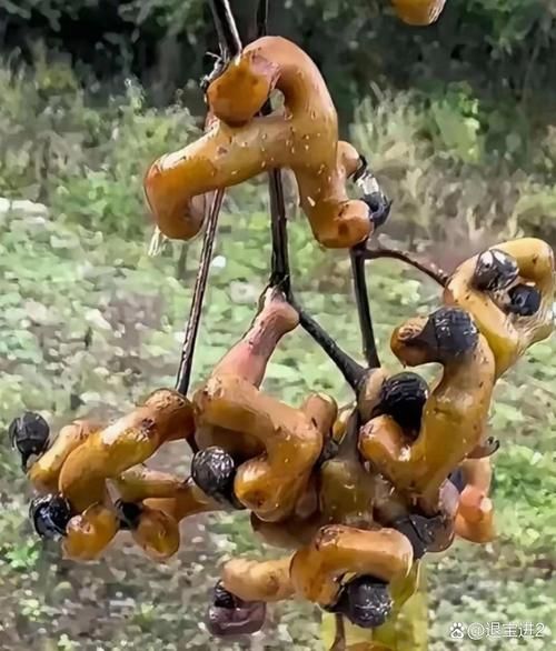 奇形怪状的东西叫什么_如何形容奇形怪状