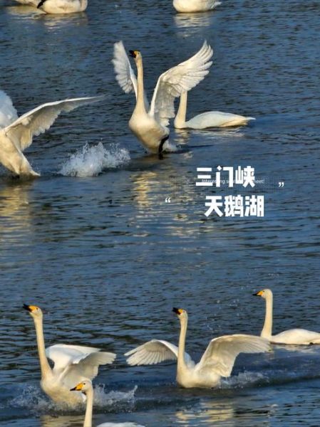 天鹅的优雅词语有哪些_天鹅象征什么