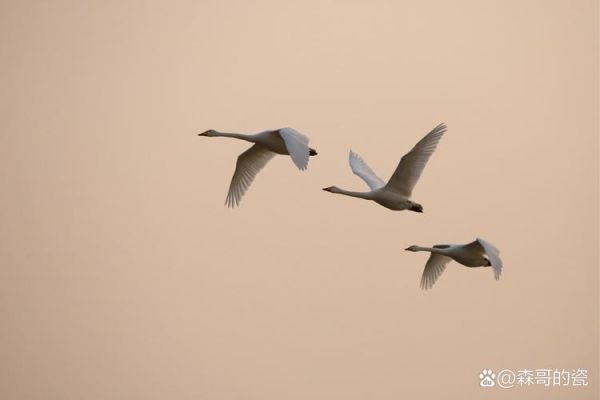 天鹅的优雅词语有哪些_天鹅象征什么