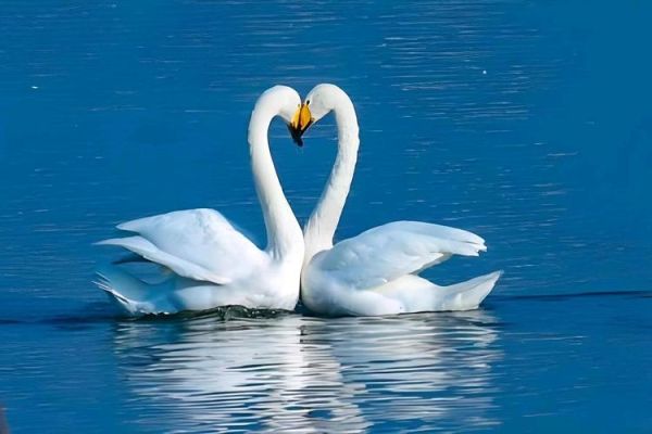 天鹅的优雅词语有哪些_天鹅象征什么