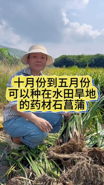 农村种什么最赚钱_一亩地能挣多少钱