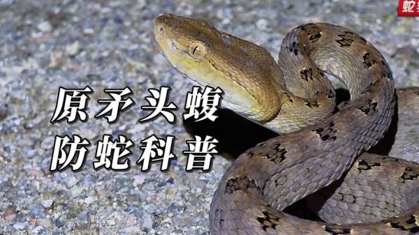 草丛里有什么动物_草丛里为什么有蛇