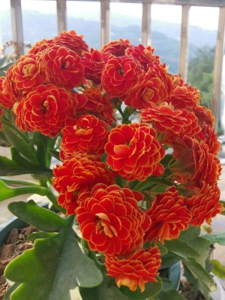 喜花有哪些寓意_喜花适合什么场合