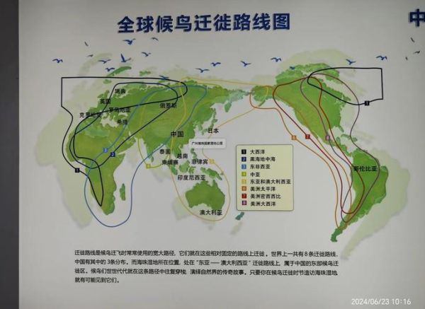 大雁南飞代表什么_大雁迁徙路线有哪些