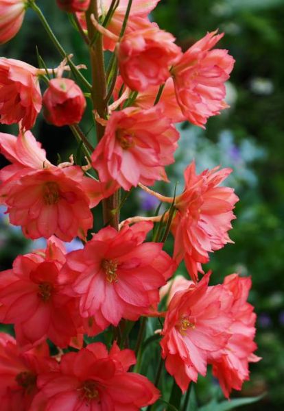 红色手机壁纸哪里下载_红色壁纸伤眼睛吗