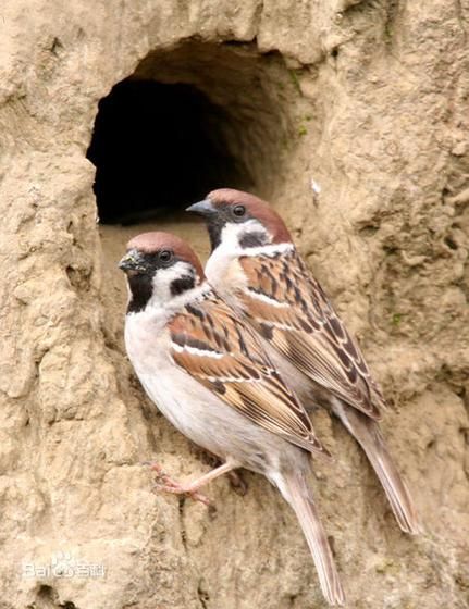 麻雀是保护动物吗_如何区分家麻雀与树麻雀