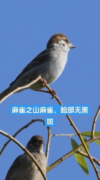 麻雀是保护动物吗_如何区分家麻雀与树麻雀