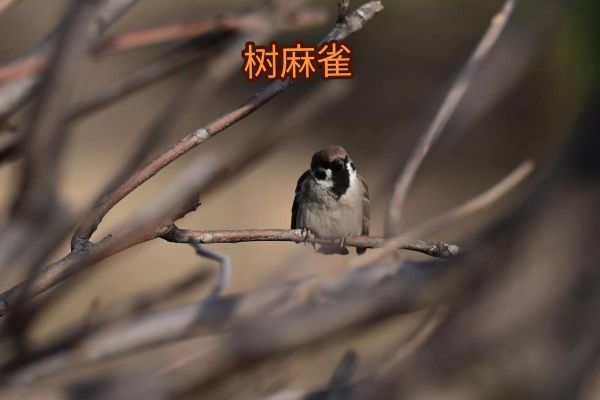 麻雀是保护动物吗_如何区分家麻雀与树麻雀