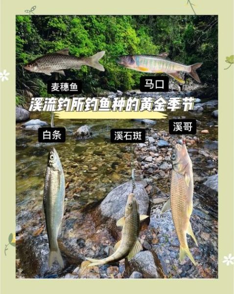 溪流钓鱼技巧_溪流钓点怎么选