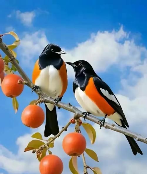 五什么喜鹊_五什么喜鹊词语有哪些