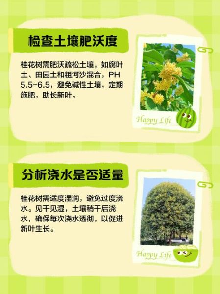 树木不长是什么原因_树木不长怎么办