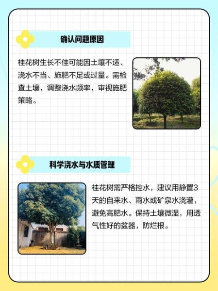 树木不长是什么原因_树木不长怎么办