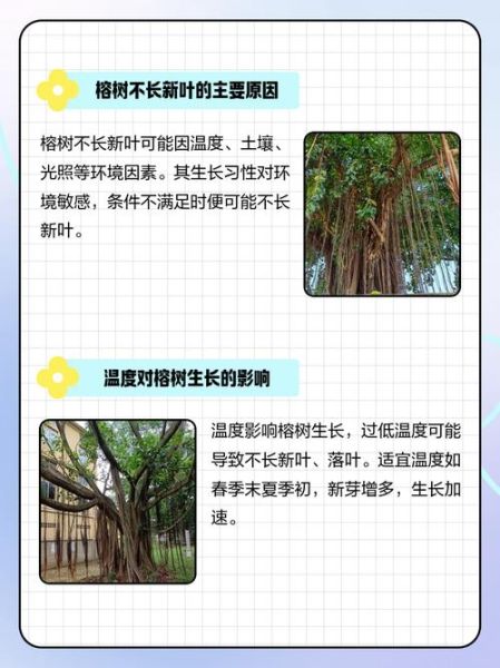 树木不长是什么原因_树木不长怎么办