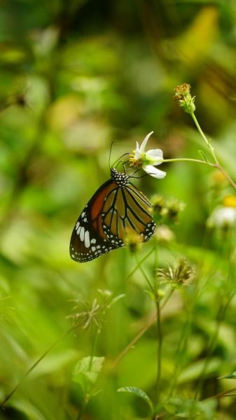 蝴蝶飞舞的寓意是什么_蝴蝶飞舞怎么拍才好看