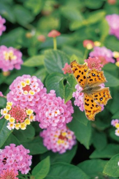 蝴蝶飞舞的寓意是什么_蝴蝶飞舞怎么拍才好看