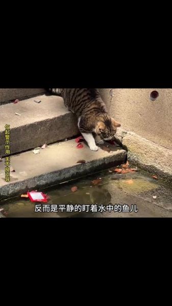 小猫手机屏抓鱼怎么玩_屏抓鱼技巧有哪些