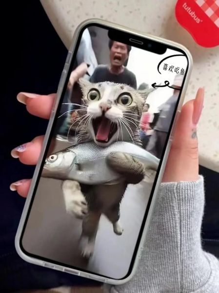 小猫手机屏抓鱼怎么玩_屏抓鱼技巧有哪些