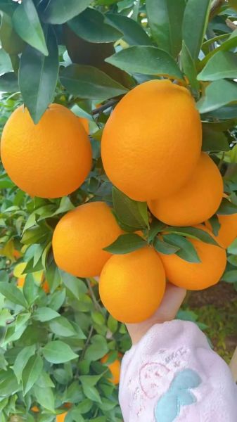 橙子味道像什么_如何形容橙子味