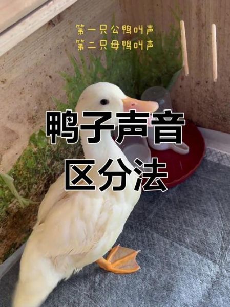 鸭子叫声拟声词有哪些_鸭子嘎嘎叫的含义是什么