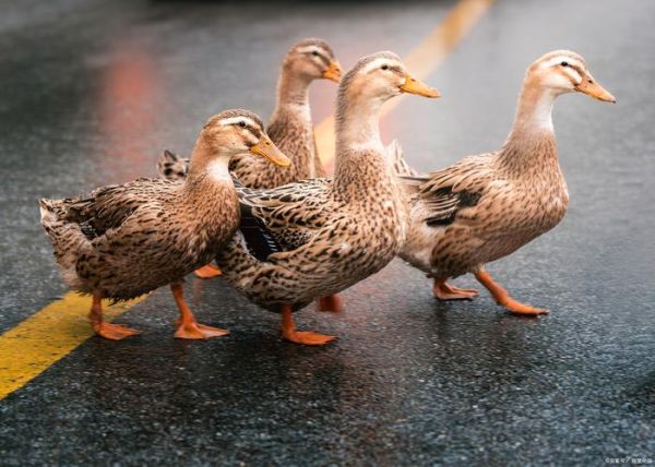 鸭子叫声拟声词有哪些_鸭子嘎嘎叫的含义是什么