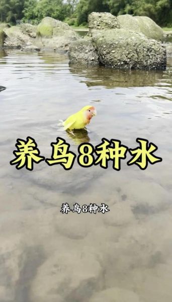 鸟和鱼能一起养吗_如何打造生态混养缸