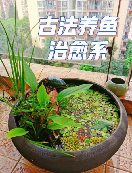 鸟和鱼能一起养吗_如何打造生态混养缸