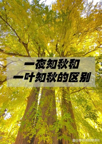一叶知秋的秋天_一叶知秋是什么意思