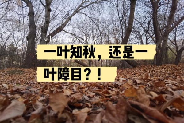 一叶知秋的秋天_一叶知秋是什么意思
