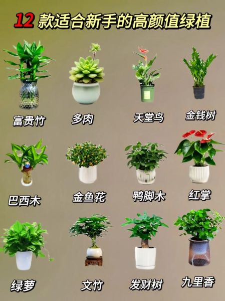 室内植物怎么养_哪些植物适合新手