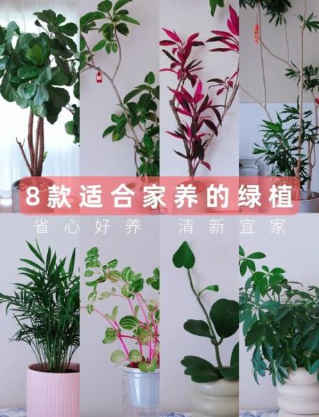 室内植物怎么养_哪些植物适合新手